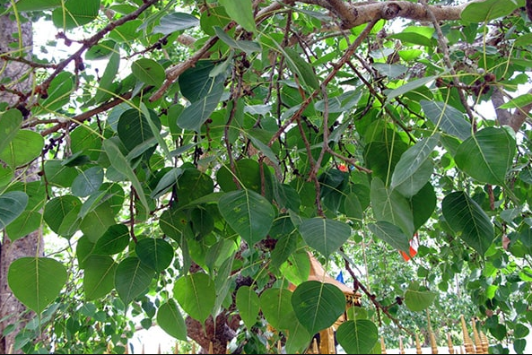 Xuất Xứ Cây Bồ Đề.png